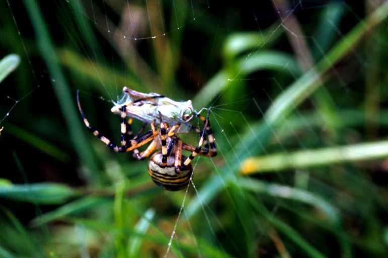 Argiope_bruennichi_P1507_Z_78_Les Gris_Frankrijk.jpg